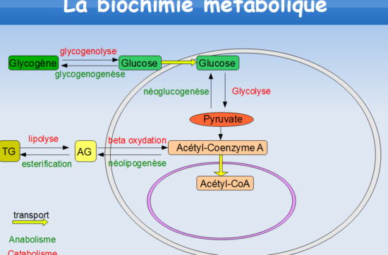 Métabolisme: Catabolisme et anabolisme le fonctionnement de votre corps.