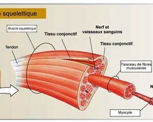 Muscle strié squelettique #musclestriésquelettique
