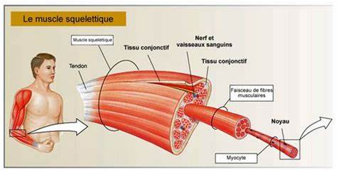 Muscle strié squelettique #musclestriésquelettique